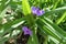 Two purple flowers of Tradescantia virginiana