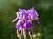 Two purple irises in the garden. Beautiful iris flower varieties Violet Harmony. Purple irises close up.