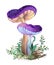 Two purple mushrooms on white background