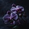 two purple orchids with drops of water on their petals