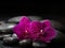 Two purple orchids on wet black stones.