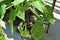 Two Purple Peppers Growing from a Leafy Vine in a Brown Pot
