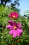 Two purple-pink cosmos flowers and fresh feathery foliage on a distant tree and a sunny blue sky. Vertical photography