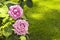 Two purple roses on background lawn