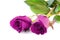 Two purple roses isolate on white background