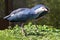 Two Purple Swamphens