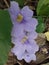 Two purple thunbergia grandiflora flowers in sunshine