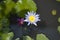 Two purple waterliliies on water with small flower bees in the center