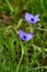 Two purple wild tradescantia spiderwort flowers. Springtime in Texas