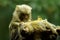 Two Pygmy marmosets, cebuella genus. Two smallest monkey native to Western Amazon basin rainforests,