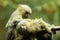 Two Pygmy marmosets, cebuella genus. Two smallest monkey native to Western Amazon basin rainforests, sitting on a branch