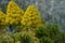 Two Pyramidal panicle Aeonium arboreum yellow flowers