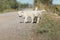 Two Pyrenean mountain puppies, patou, on the side of a road