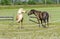 Two quarreling horses