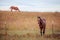 Two quarter horses in pasture