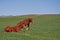 Two Quarter Horses Waking Up