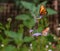 Two Queen Butterflies on Purple Nectar Flowers in Arizona Desert