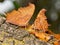 Two Question Mark butterflies feeding on rotten fruit