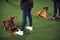 Two quiet dogs undergoing group obedience training with professional handlers