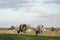 Two quietly grazing cows, seen from behind, with a village in the background