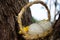 Two quil eggs in basket between tree bark - easter concept