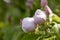 Two quince flower buds