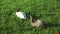 Two rabbits eat on the green grass