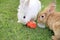 Two rabbits eating carrot