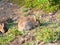 Two rabbits eating the sparse coastal vegetation at Lizard Point in Cornwall