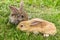 Two rabbits grey and red on grass