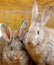 Two rabbits heat up squatting on the straw