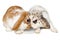 Two rabbits isolated on a white background