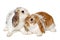 Two rabbits isolated on a white background