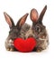 Two rabbits and red heart.