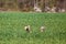 two rabbits running in a green field