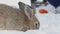 Two rabbits sitting in snow eating cabbage outdoors in park