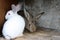 Two rabbits, white and agouti in the corner of the cage. Keeping rabbits at home in a cage. Breeding rabbits