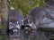 Two Raccoon drinking water from a pond.