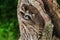 Two Raccoons (Procyon lotor) Wedged in Knothole