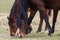 Two Racehorses Enjoying a Break