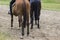 Two racehorses on a sandy track, rear view, part of the frame