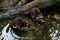 Two racoons are cleaning in the river on the waterfront