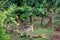 Two Radio or tracking collar bengal tigers or a mating pair in beautiful green trees and background at Sariska