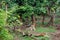 Two Radio or tracking collar bengal tigers or a mating pair in beautiful green trees and background at Sariska