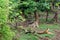 Two Radio or tracking collar bengal tigers or a mating pair in beautiful green trees and background at Sariska