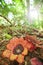 Two Rafflesia Sapria himalayana Griff flowers are in bloom on Hill Evergreen Forest ground. Season specific. Winter season.