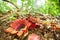 Two Rafflesia Sapria himalayana Griff flowers on Hill Evergree