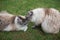 Two Ragdoll Cats Relaxing On A Grass Lawn