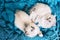 Two Ragdoll cats small funny kittens together