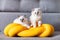 Two Ragdoll cats small kittens portrait at home